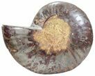 Split Black/Orange Ammonite (Half) - Unusual Coloration #55705-1